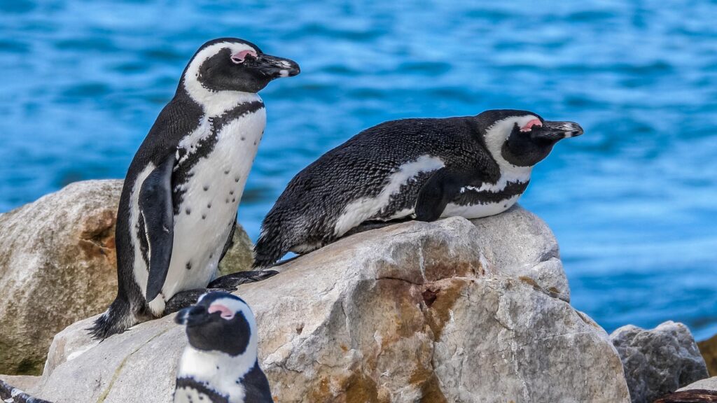 ボルダーズビーチ(Boulders Beach)の画像