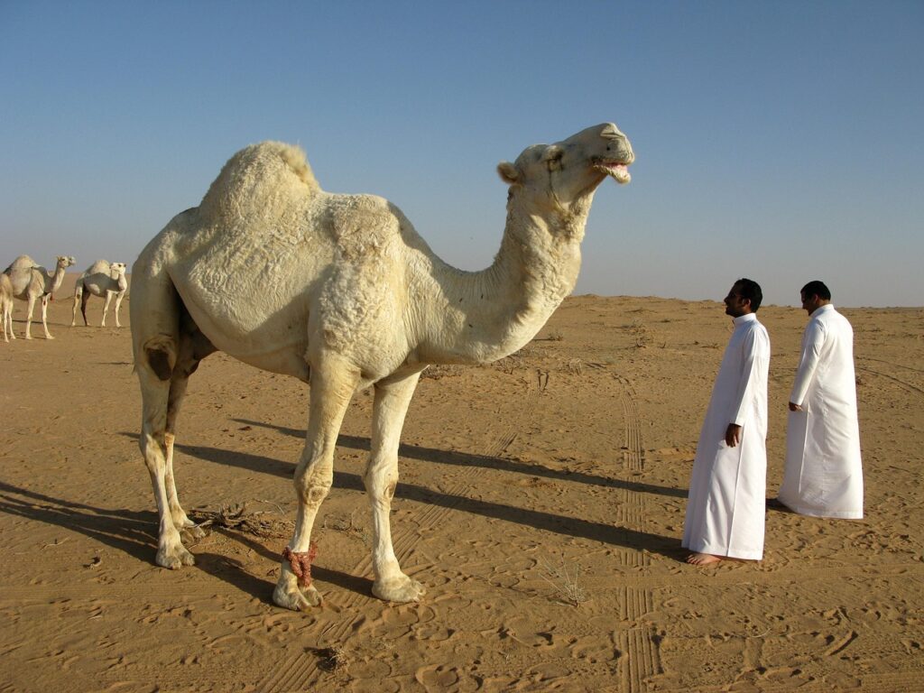 サウジアラビアの画像