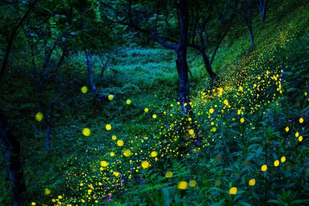 はままつフルーツパーク時之栖 「ホタルの夕べ＠フルーツパーク」