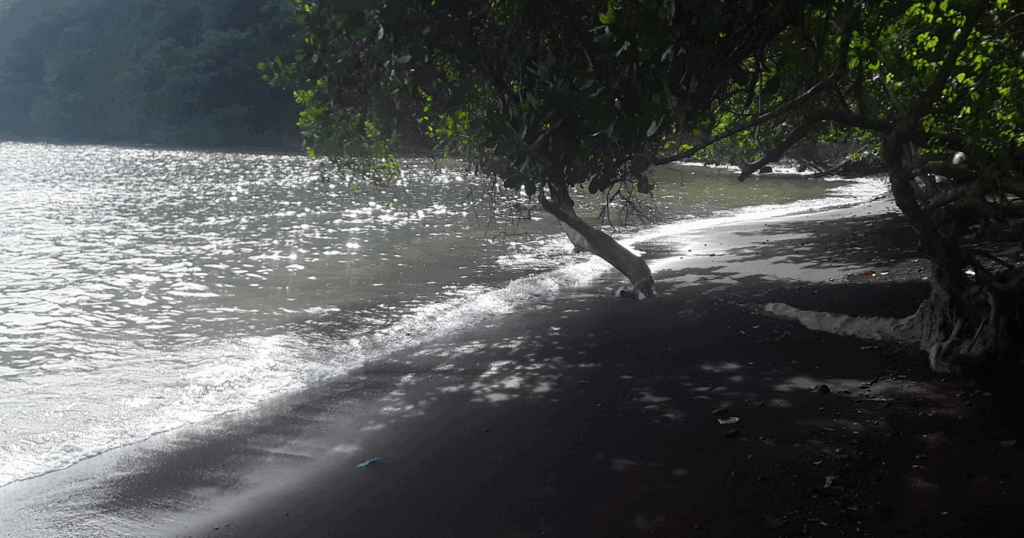 ビンビアの画像