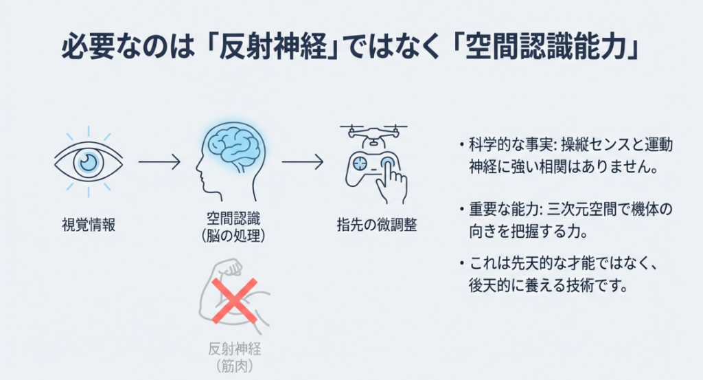 視覚情報から脳での空間認識を経て指先の微調整に至るプロセスを示す図解。